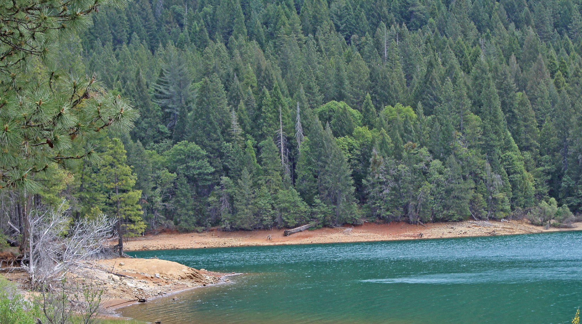 May contain: tree, plant, fir, abies, water, conifer, outdoors, and nature