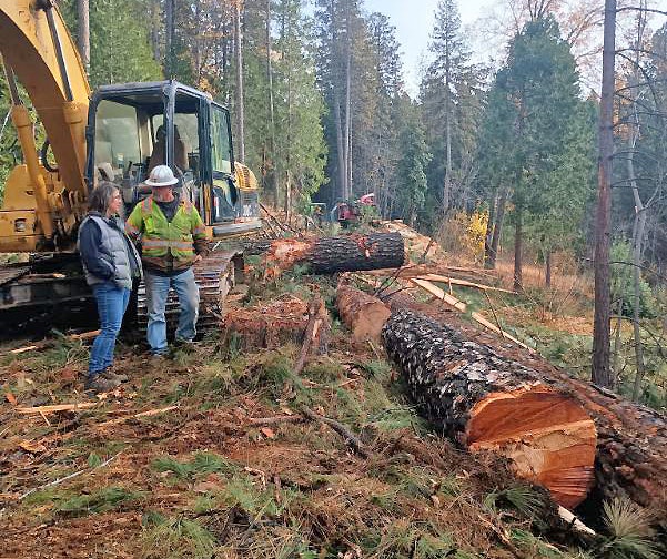 May contain: plant, tree, wood, grove, land, nature, outdoors, vegetation, woodland, person, soil, clothing, hardhat, helmet, wilderness, and lumber