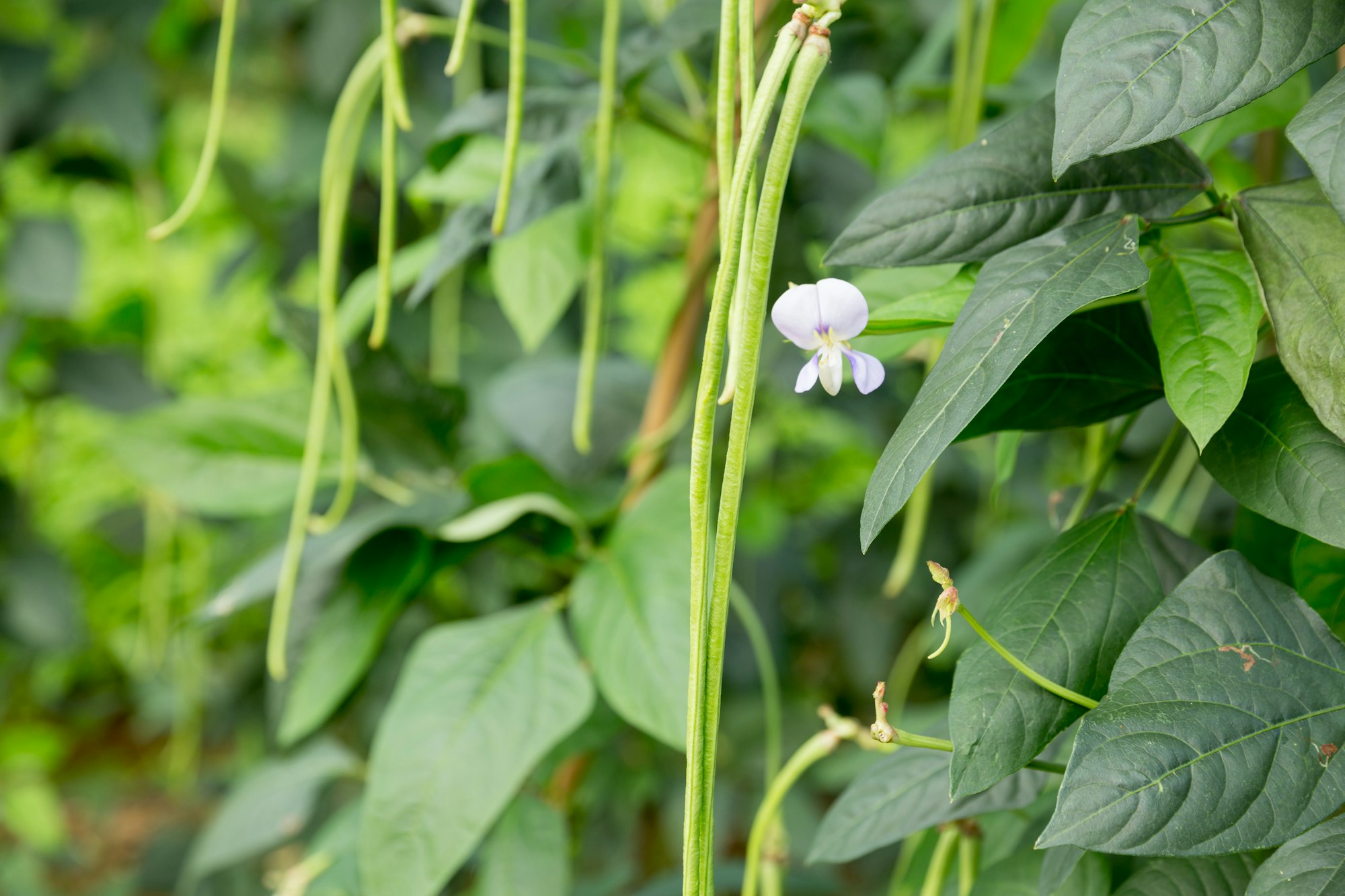 cowpea used as a cover crop