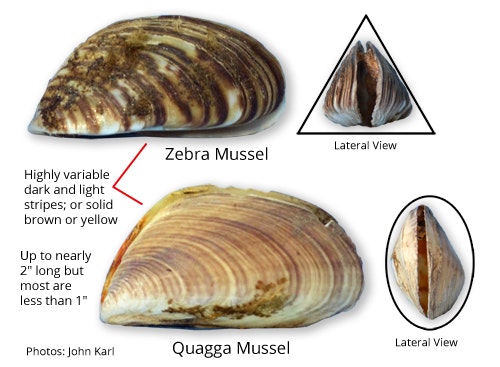 The image compares zebra mussels and quagga mussels, detailing their appearances and characteristics, including size and color variations.