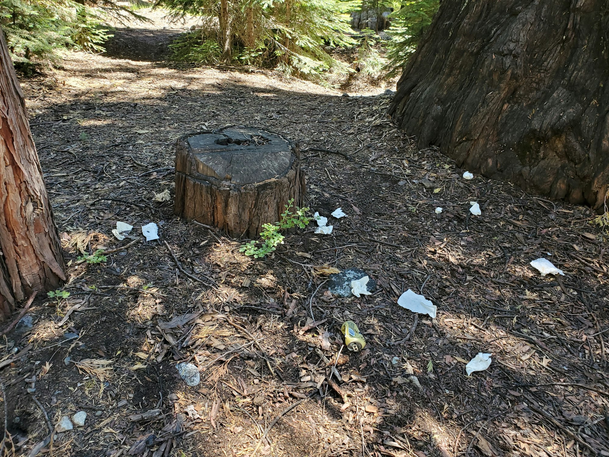 May contain: plant, tree, and tree stump