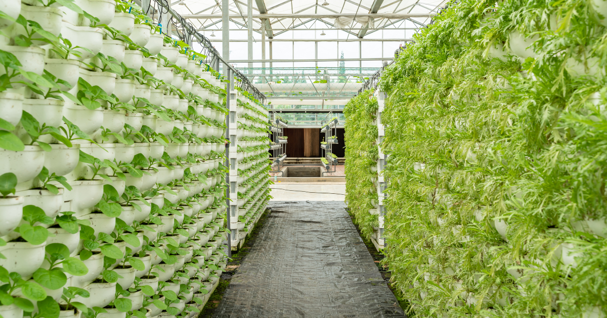 Indoor Vertical Farm with hanging plants.