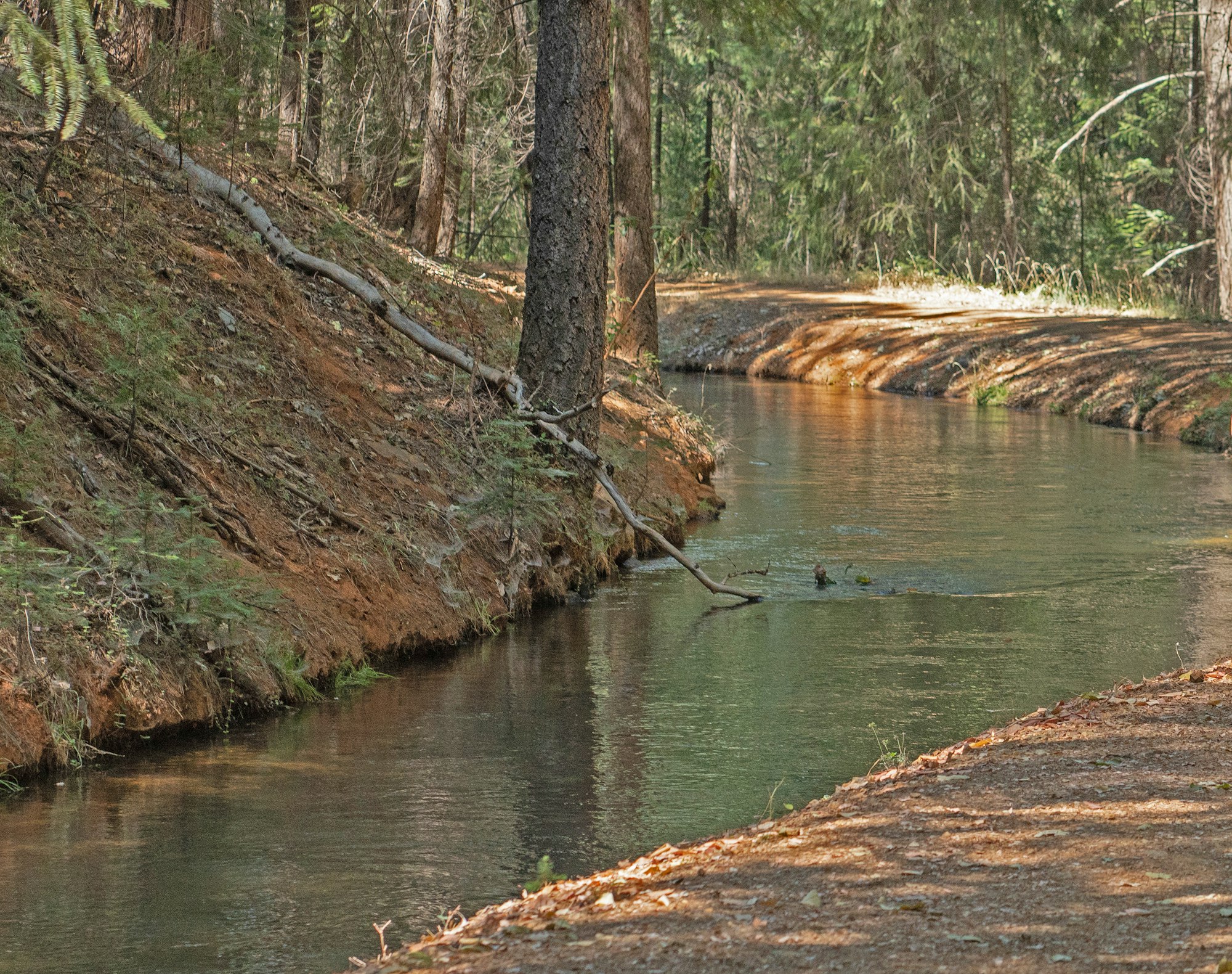 May contain: outdoors, ditch, plant, tree, creek, nature, stream, water, land, and vegetation