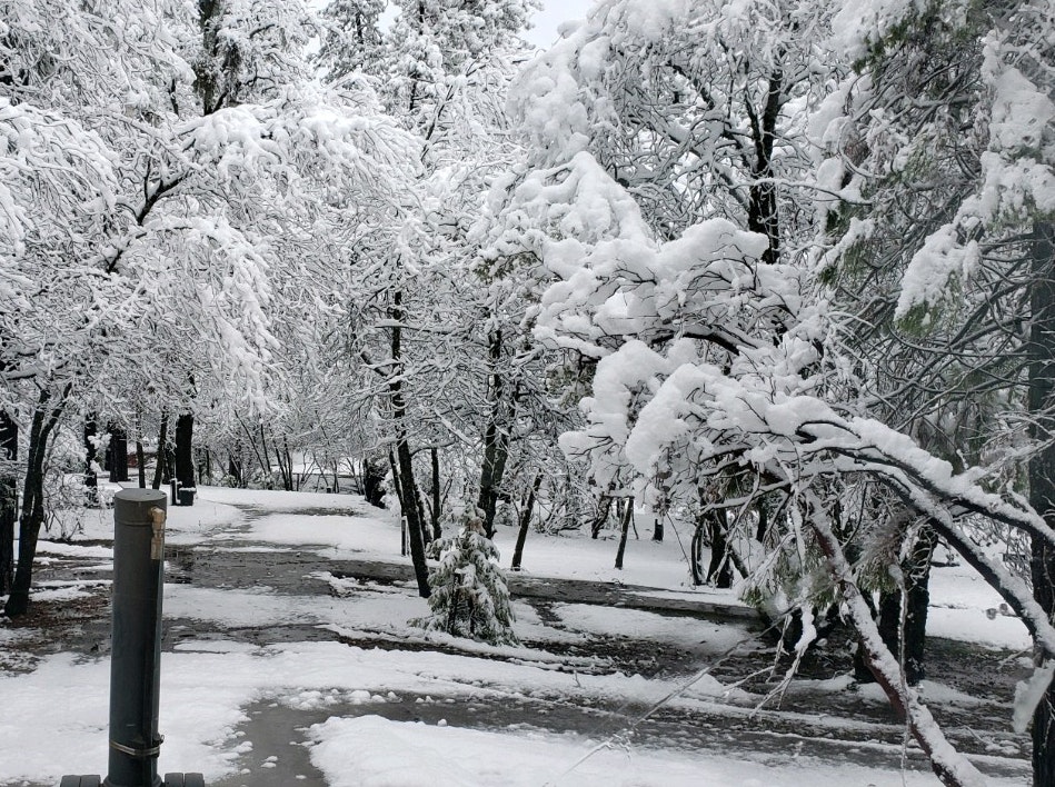 May contain: outdoors, nature, tree, plant, ice, vegetation, snow, woodland, land, and forest