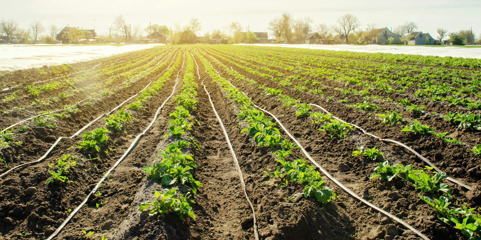 drip irrigation in agriculture