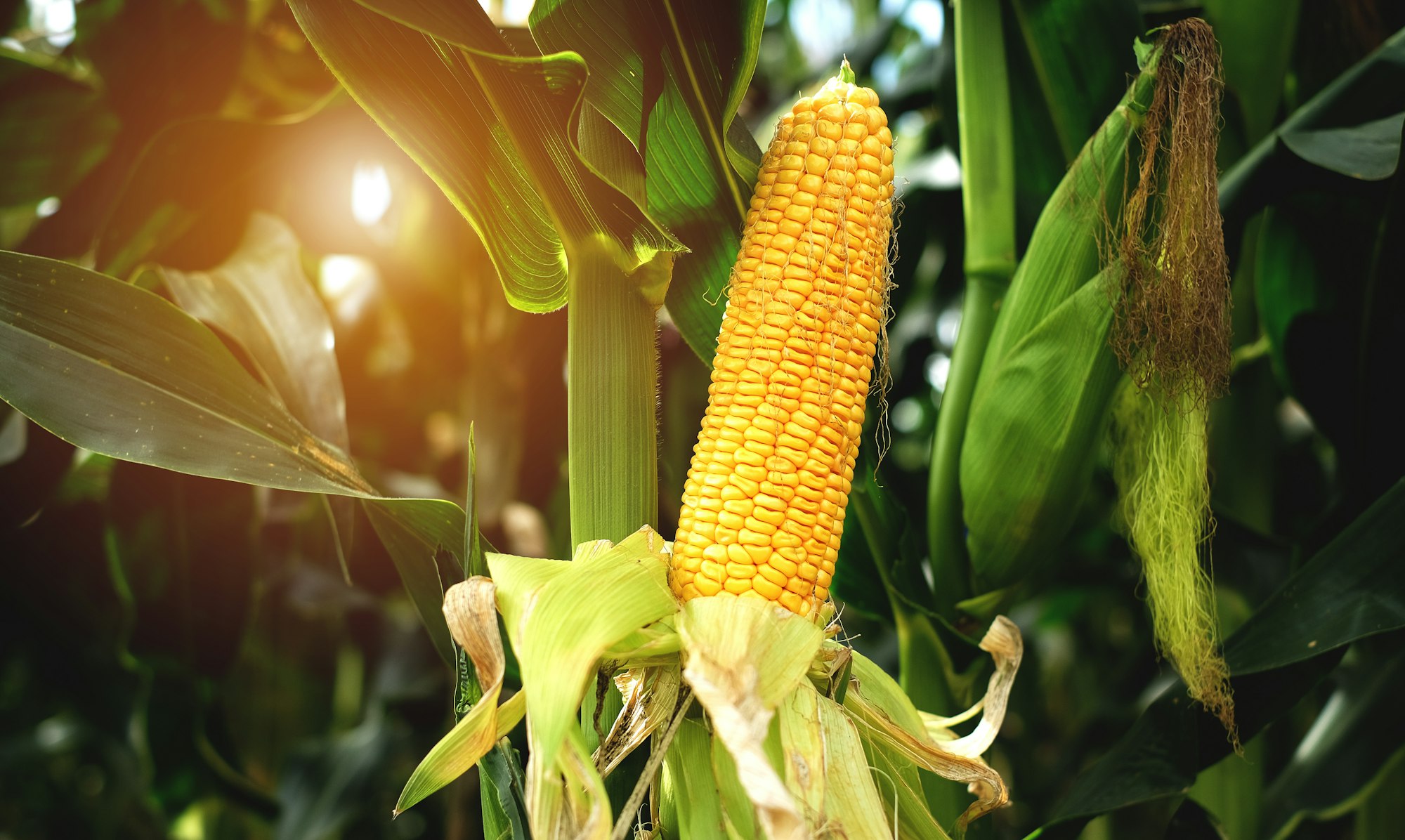 maize is a drought-tolerant crop