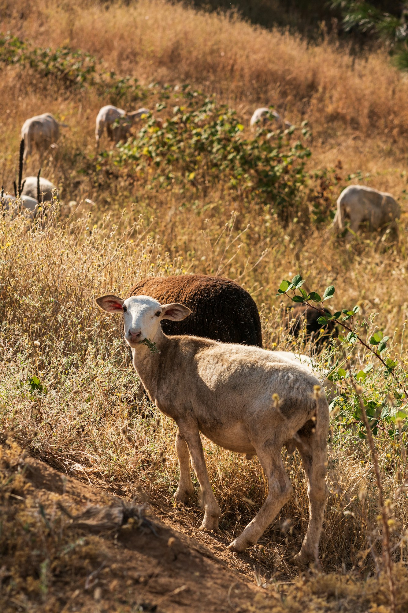 May contain: sheep, mammal, animal, bird, and ground