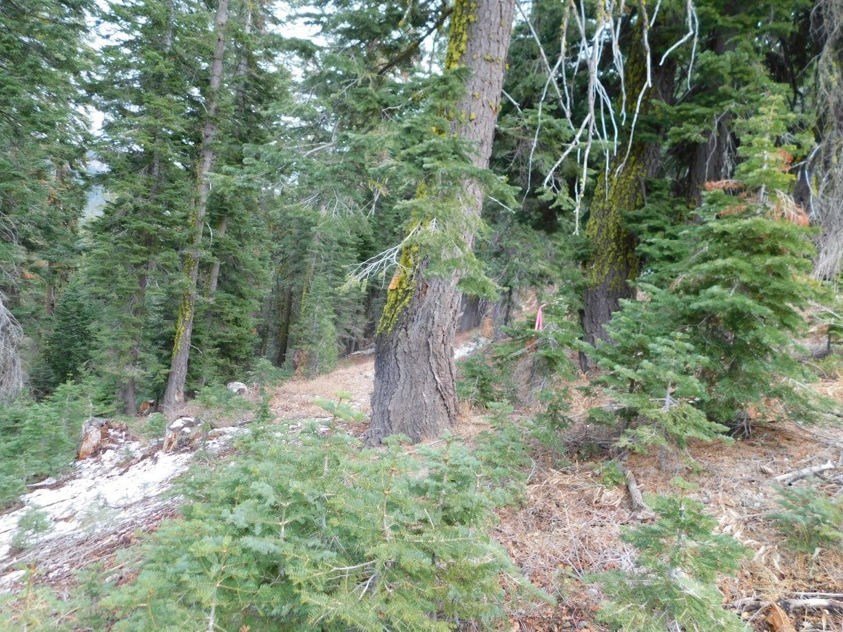 A dense conifer forest with moss-covered trees and a leaf-littered forest floor.