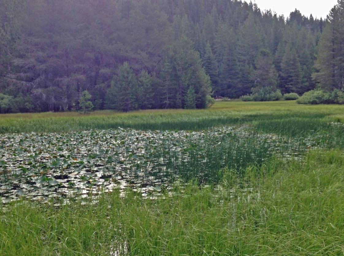 May contain: nature, outdoors, land, plant, tree, fir, abies, field, water, grassland, vegetation, and grass