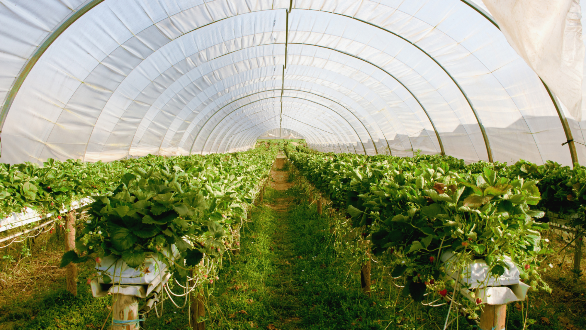 Greenhouse with flourishing strawberry plants.