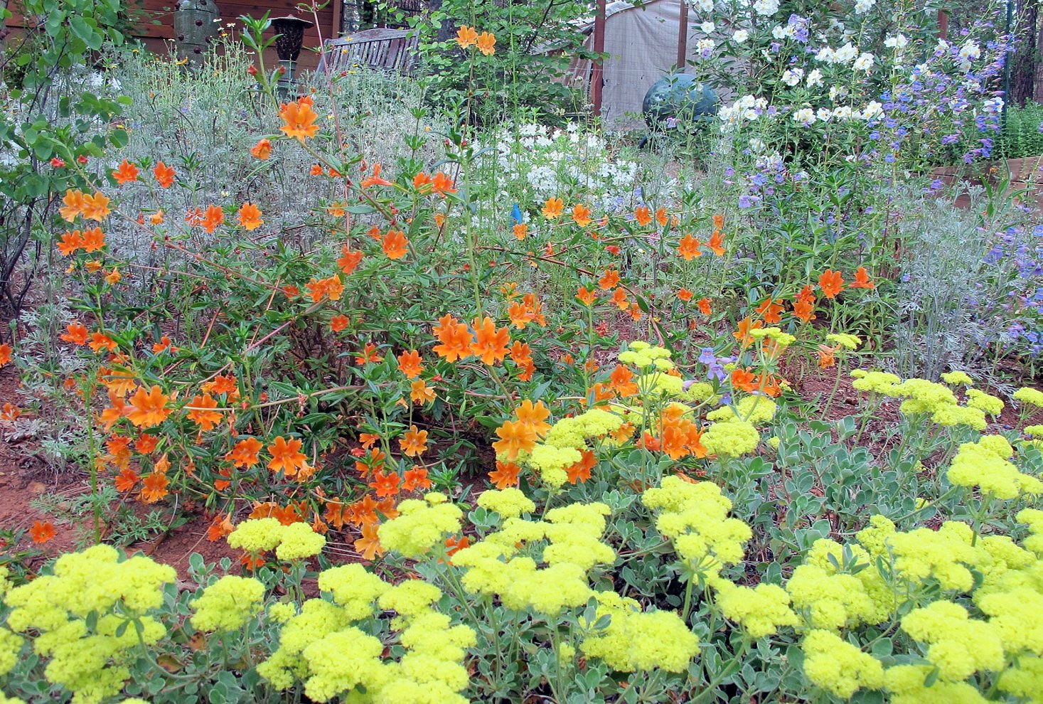 A vibrant garden filled with orange, yellow, purple, and white flowers in lush greenery.