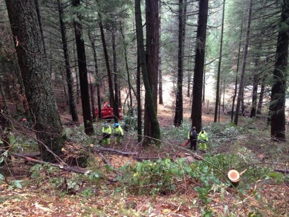 Understory thinning of Scotts Flat in partnership with SNC.