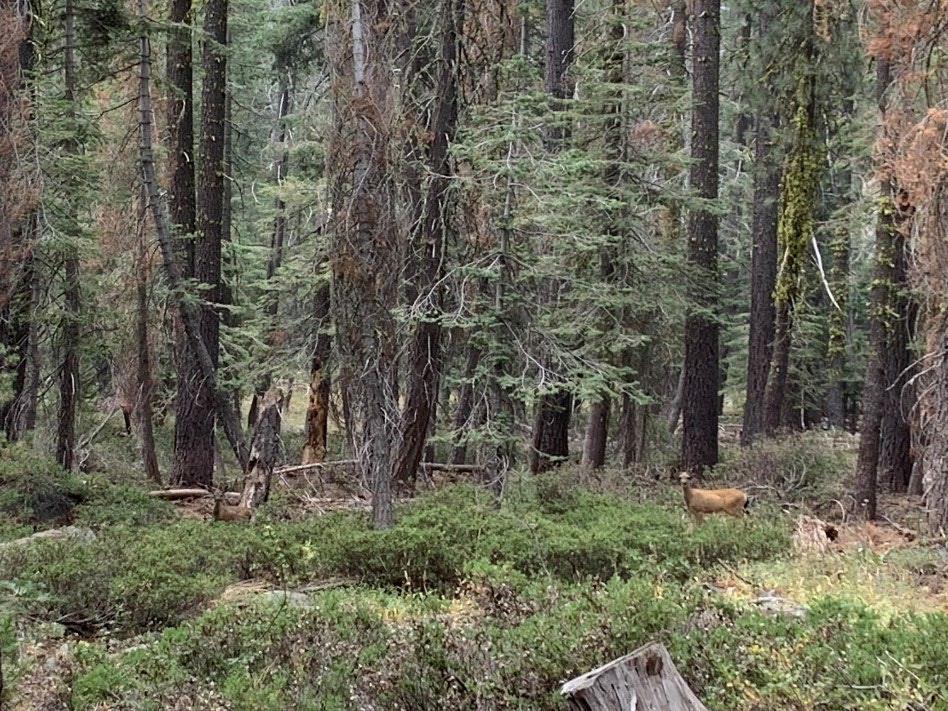 A dense forest with a deer, various green trees, and ground foliage.