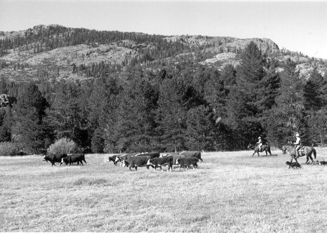 A black-and-white scene showing cowboys herding cattle in a grassy field, surrounded by trees and mountains in the background.