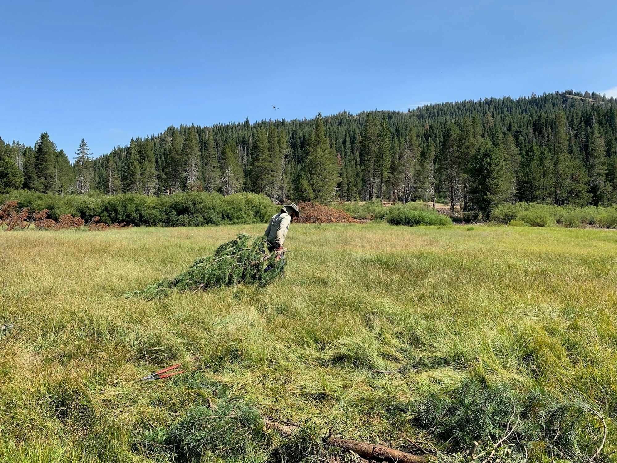 A person in a meadow is dragging a pine branch, with a forest and blue sky in the background.