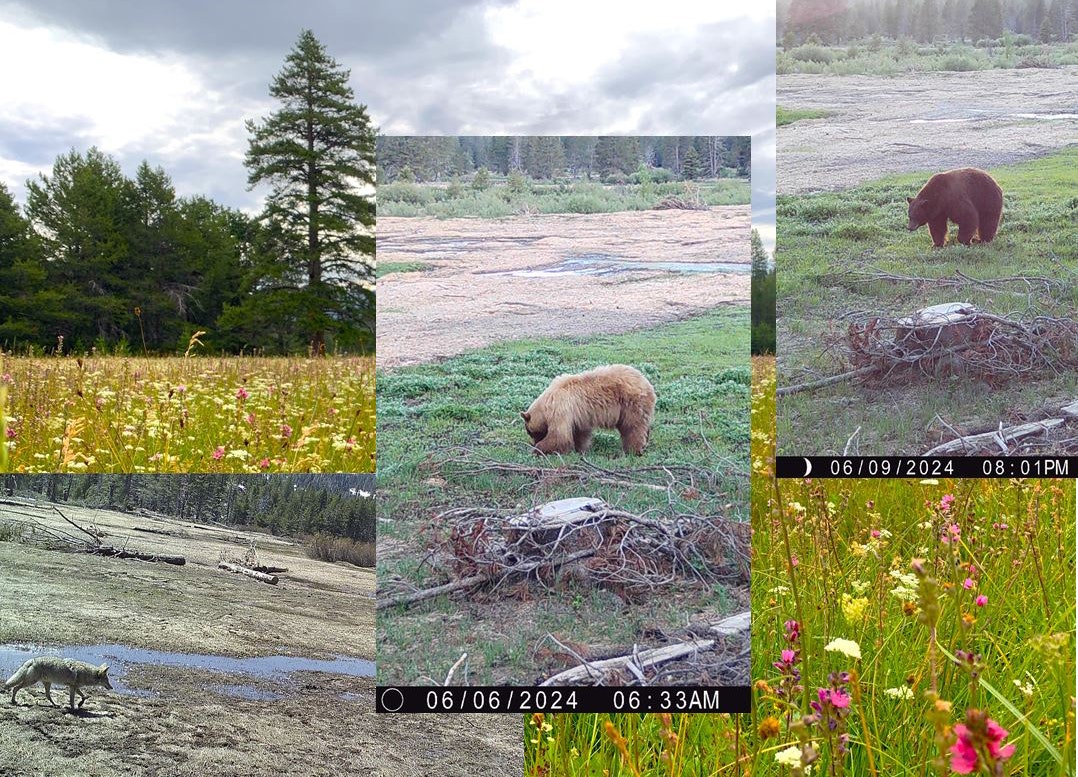 A collage with a wolf, a bear, and diverse landscapes.