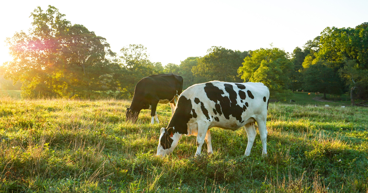 Two Cows Rotationally Grazing on an open field.