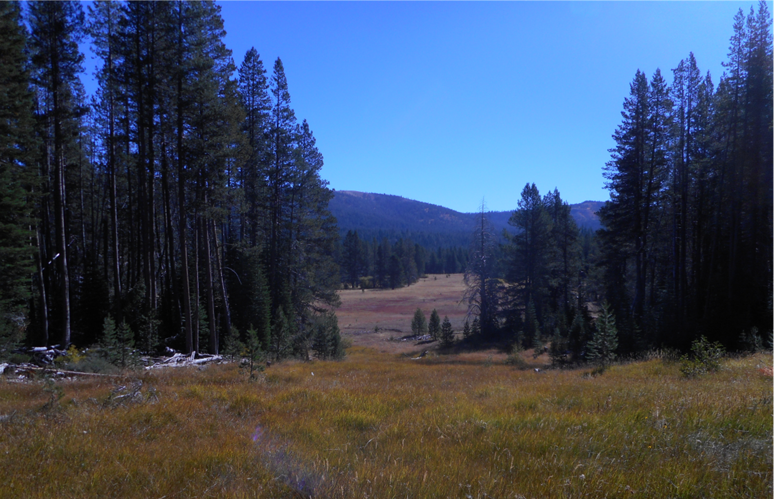 May contain: tree, plant, fir, abies, and conifer