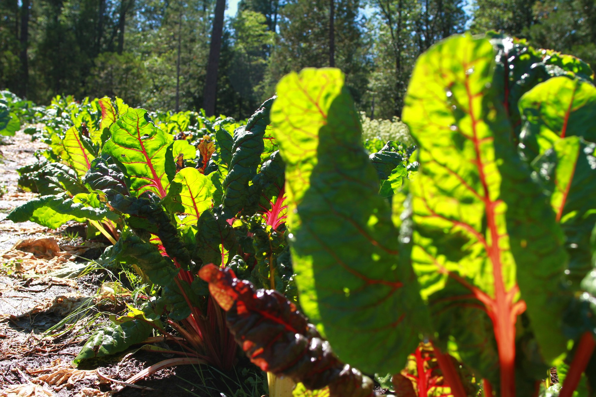 The image shows vibrant green Swiss chard leaves growing in a sunny field, surrounded by trees.