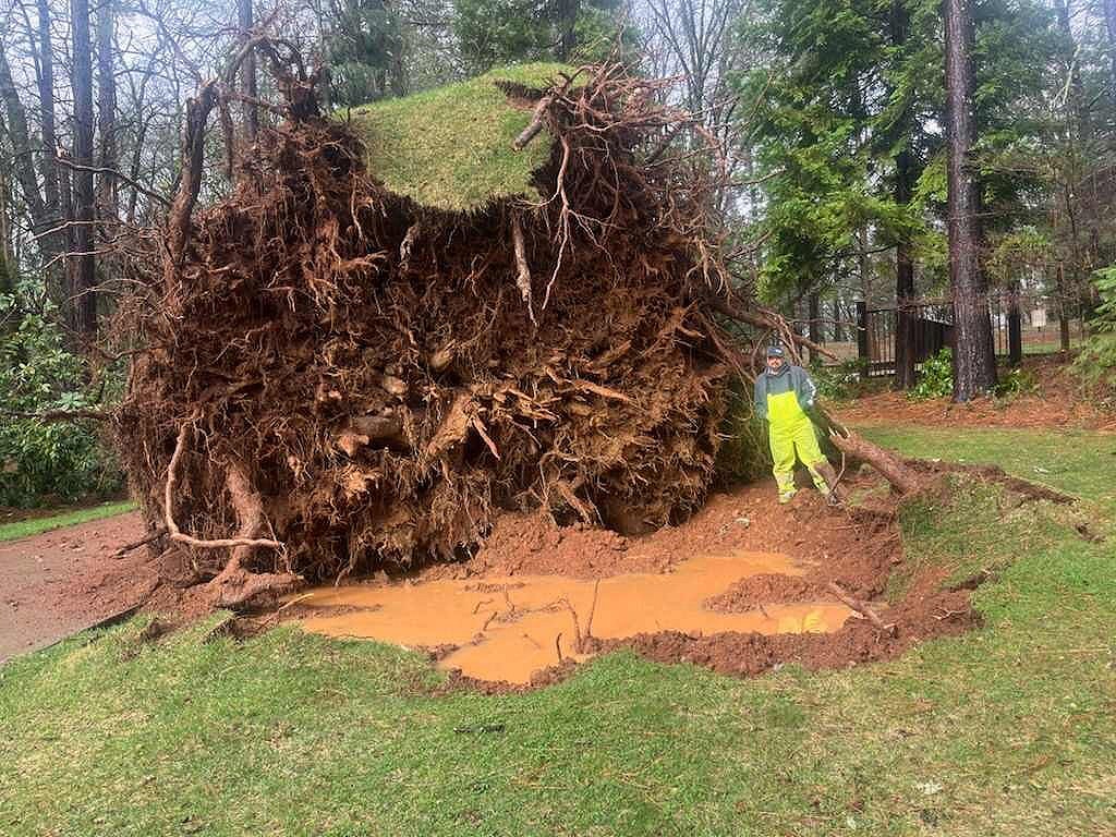 A person in a yellow suit stands next to an uprooted tree with exposed roots and muddy ground.