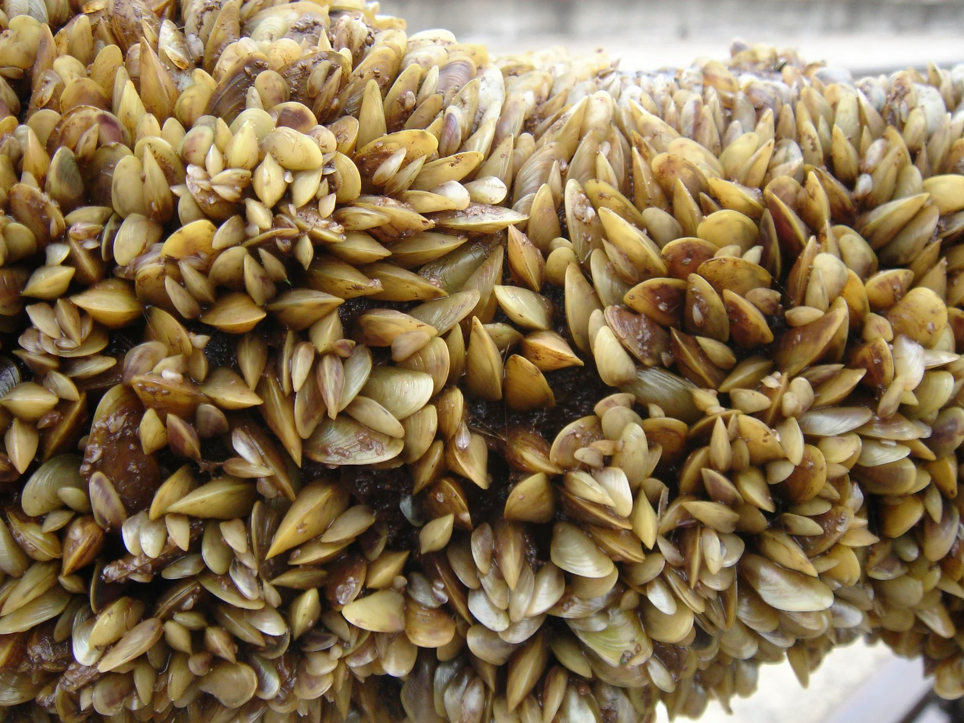 A dense cluster of brown and yellow goose barnacles attached to a surface.