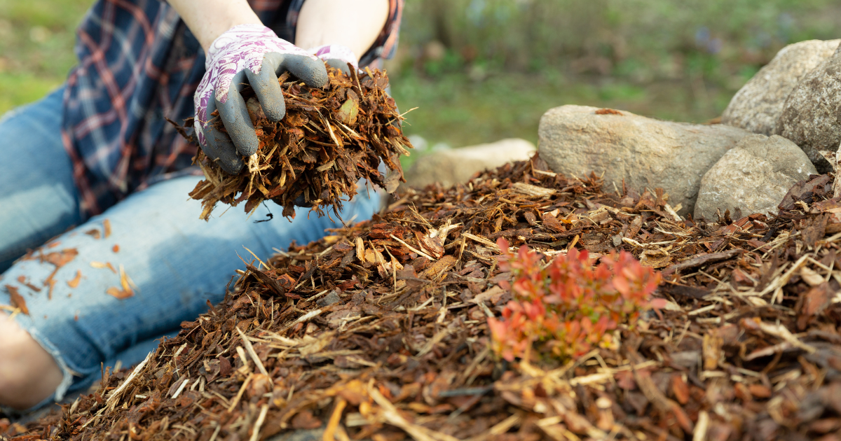 Person spreading mulch in garden.