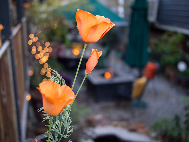 May contain: flower, petal, plant, potted plant, and poppy