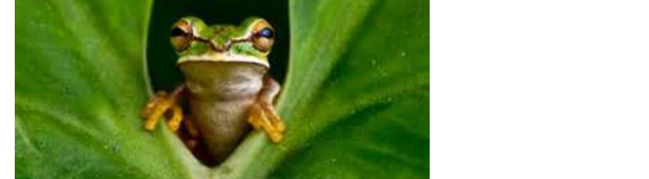 Photo of a tree frog