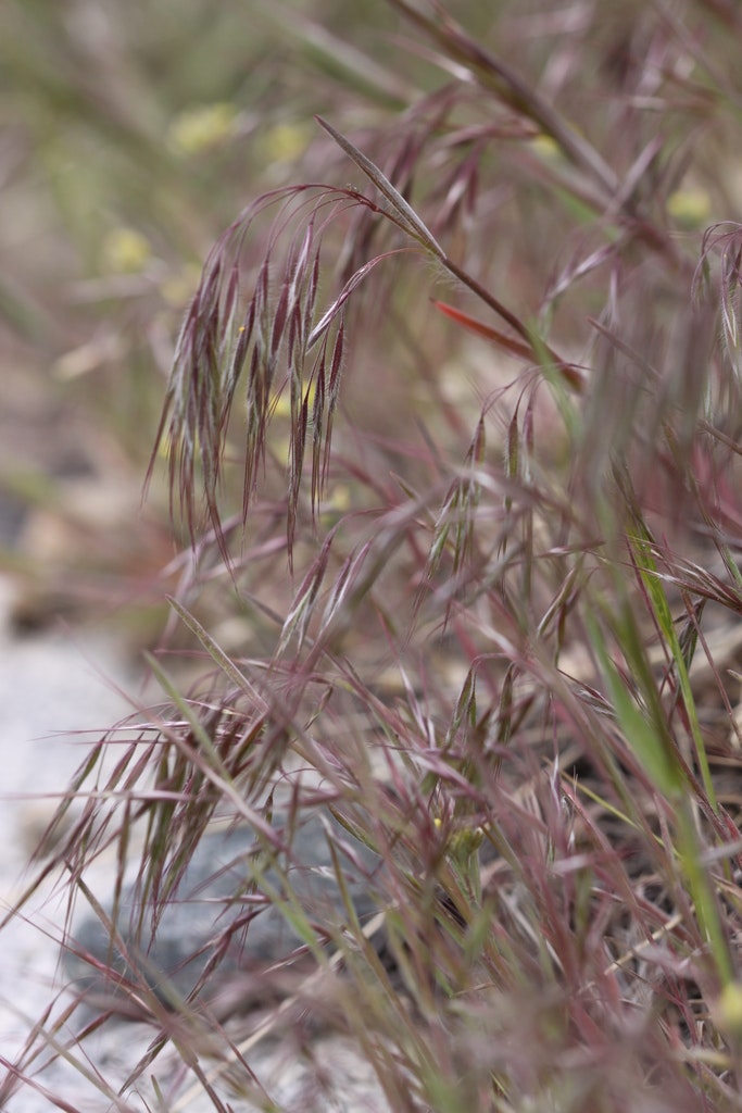 May contain: cheatgrass purple stage