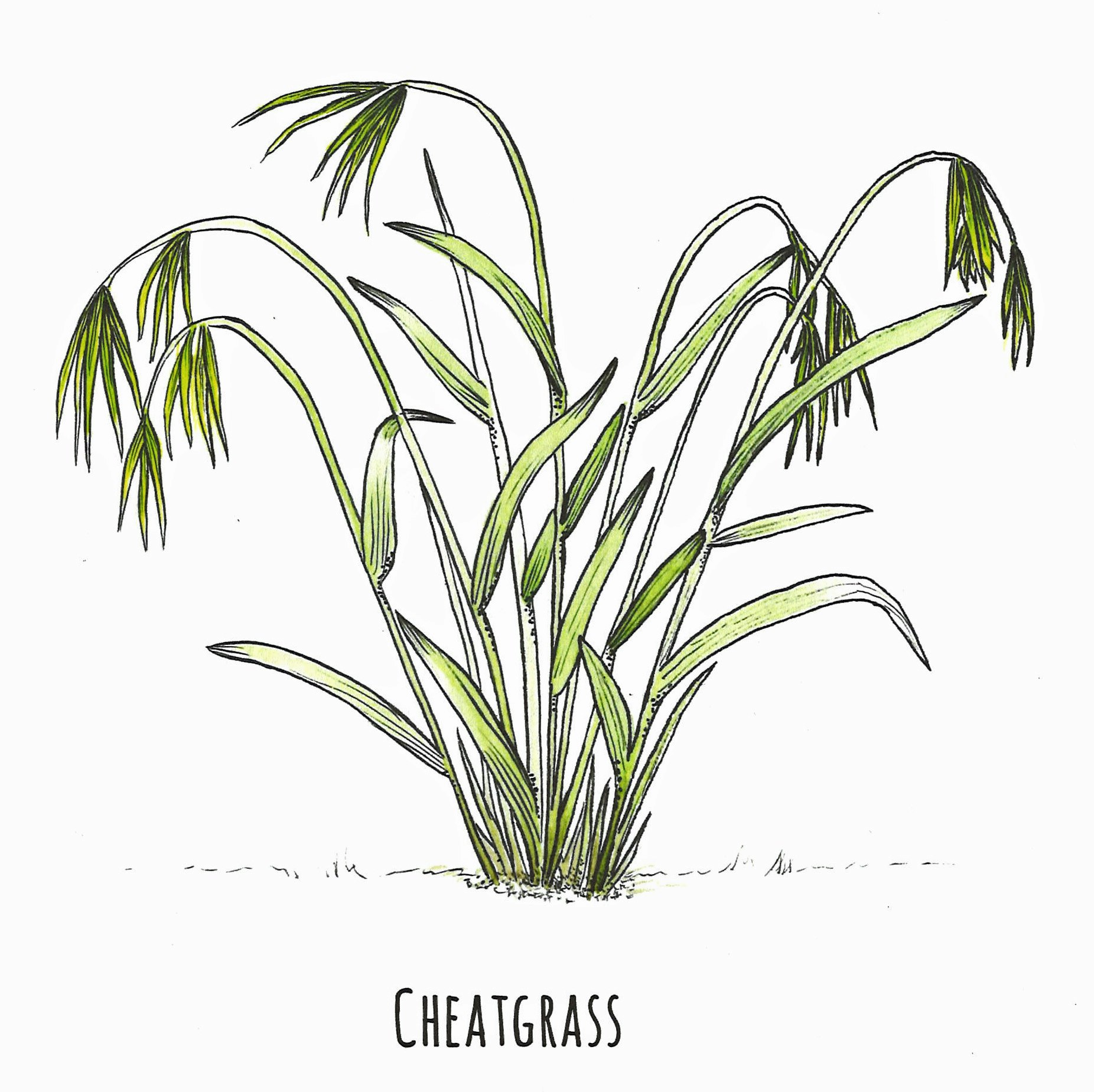 May contain: cheatgrass botanical illustration by Erica Crockett