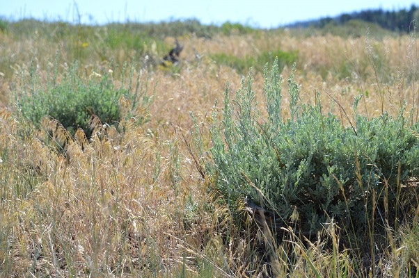 May contain: tawny cheatgrass in sagebrush