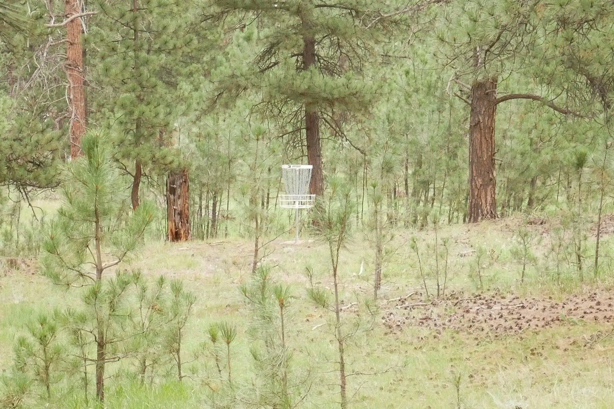 A disc golf basket in a forest with pine trees.