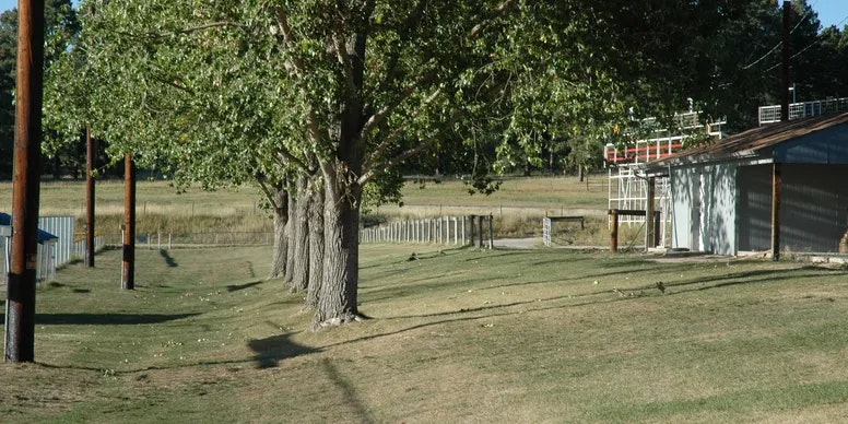 A row of trees lines a grassy area near utility poles and a building, with a field in the background.
