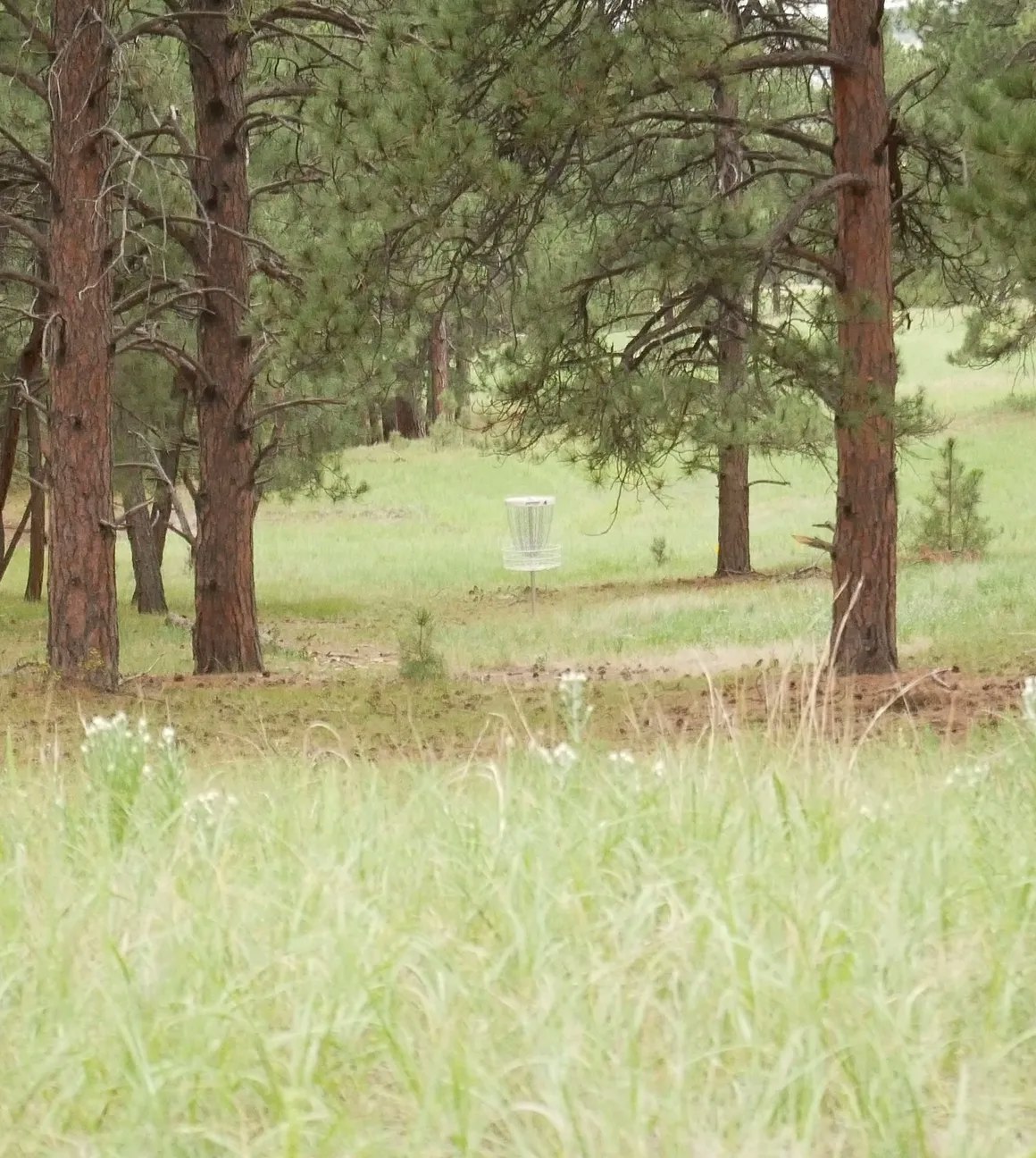 Trees in a grassy field with a disc golf basket in the background.