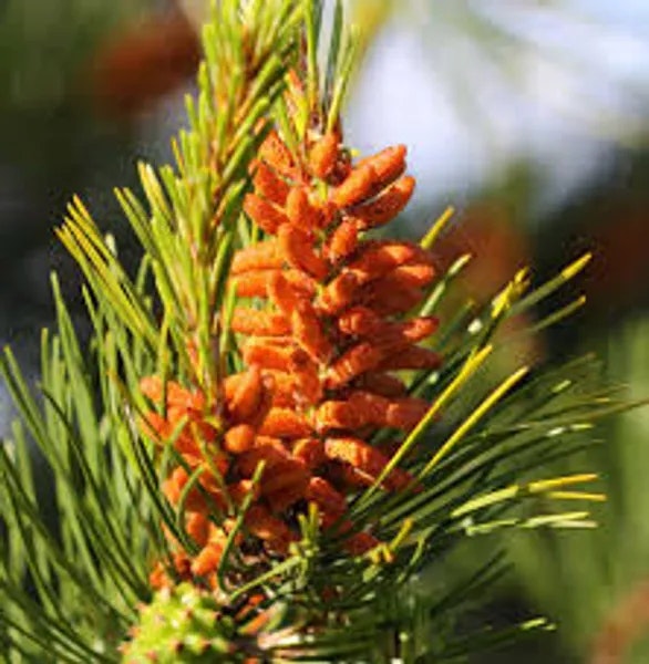 Close-up of pine tree branches with orange pollen cones.