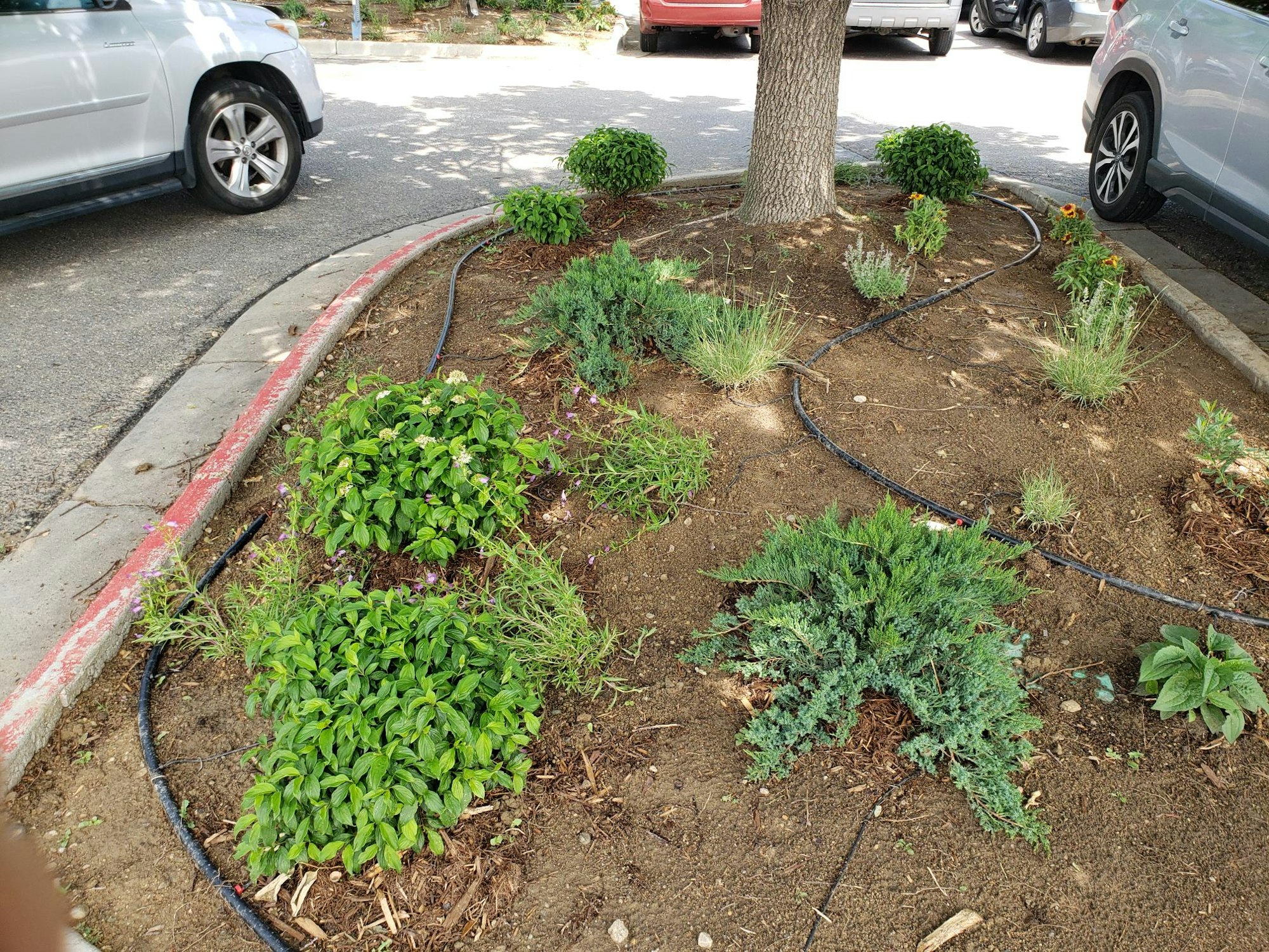 Small garden with various plants, black irrigation tubing, under a tree on a street corner. Cars parked nearby.