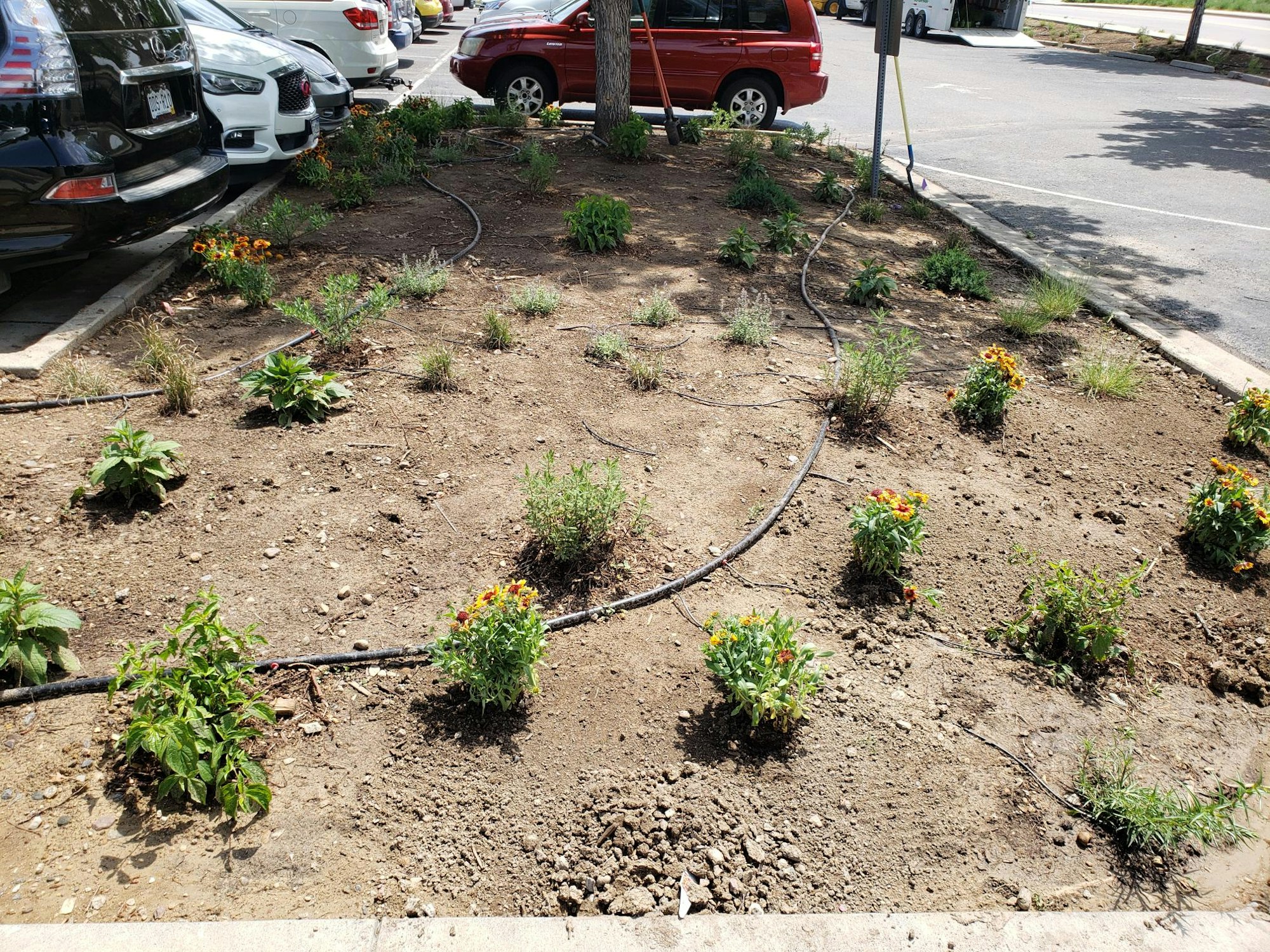 A small garden with scattered flowers and drip irrigation hoses, next to parked cars in a parking lot.