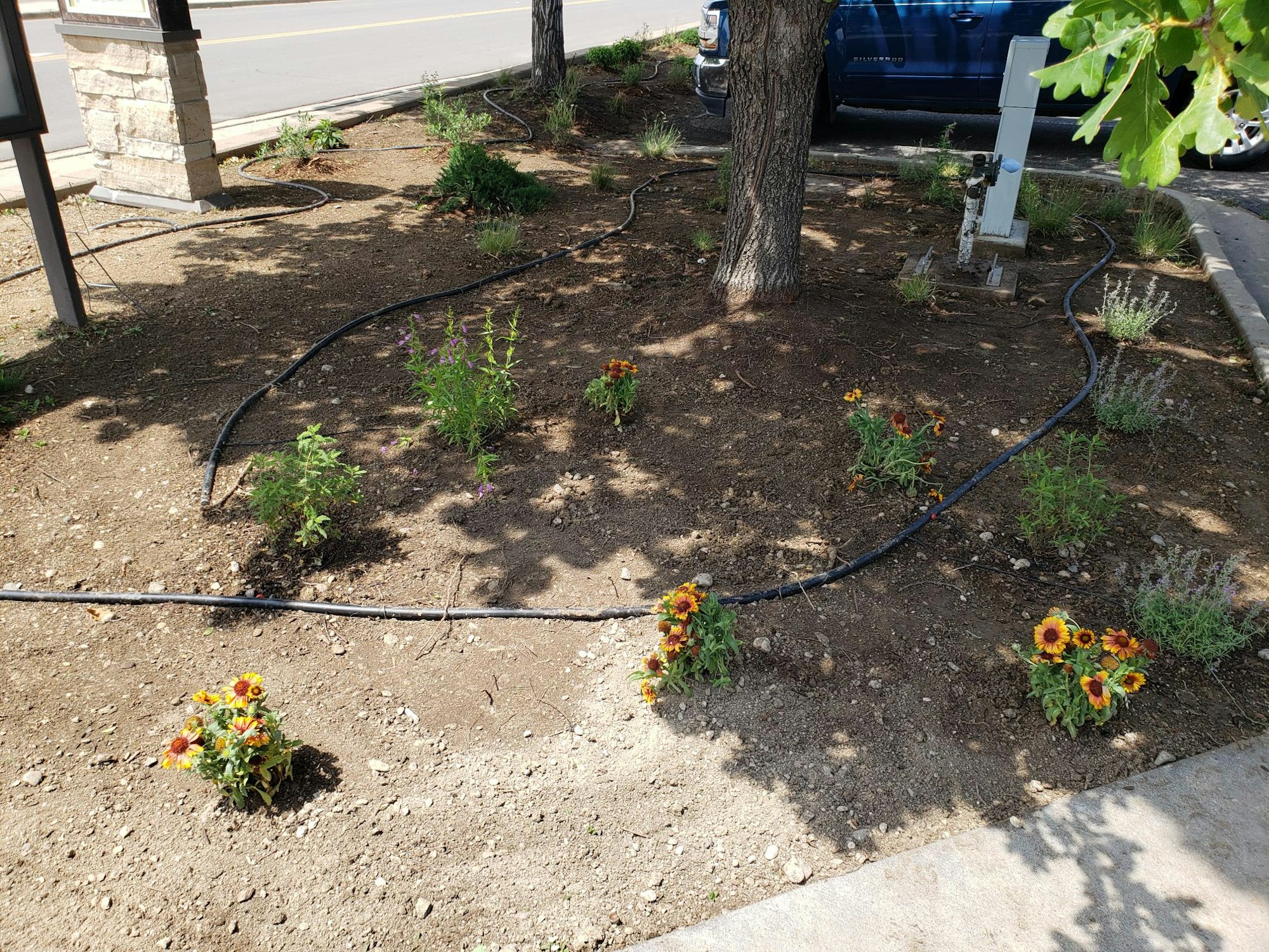 Garden with flowers, small plants, dirt, drip irrigation, trees, sidewalk, and a parked truck.