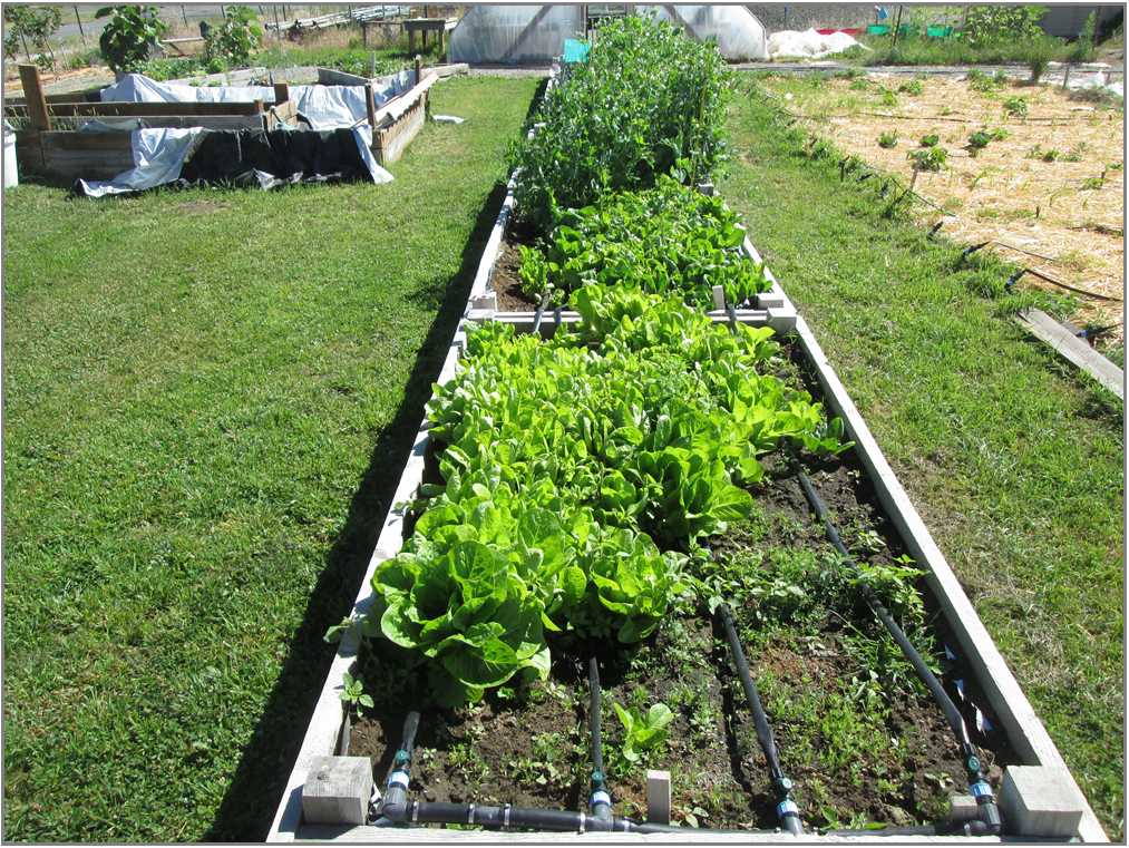 May contain: garden, nature, outdoors, and gardening