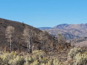 A dry landscape with rolling hills, sparse trees, and a clear blue sky, suggesting a rugged, arid environment.