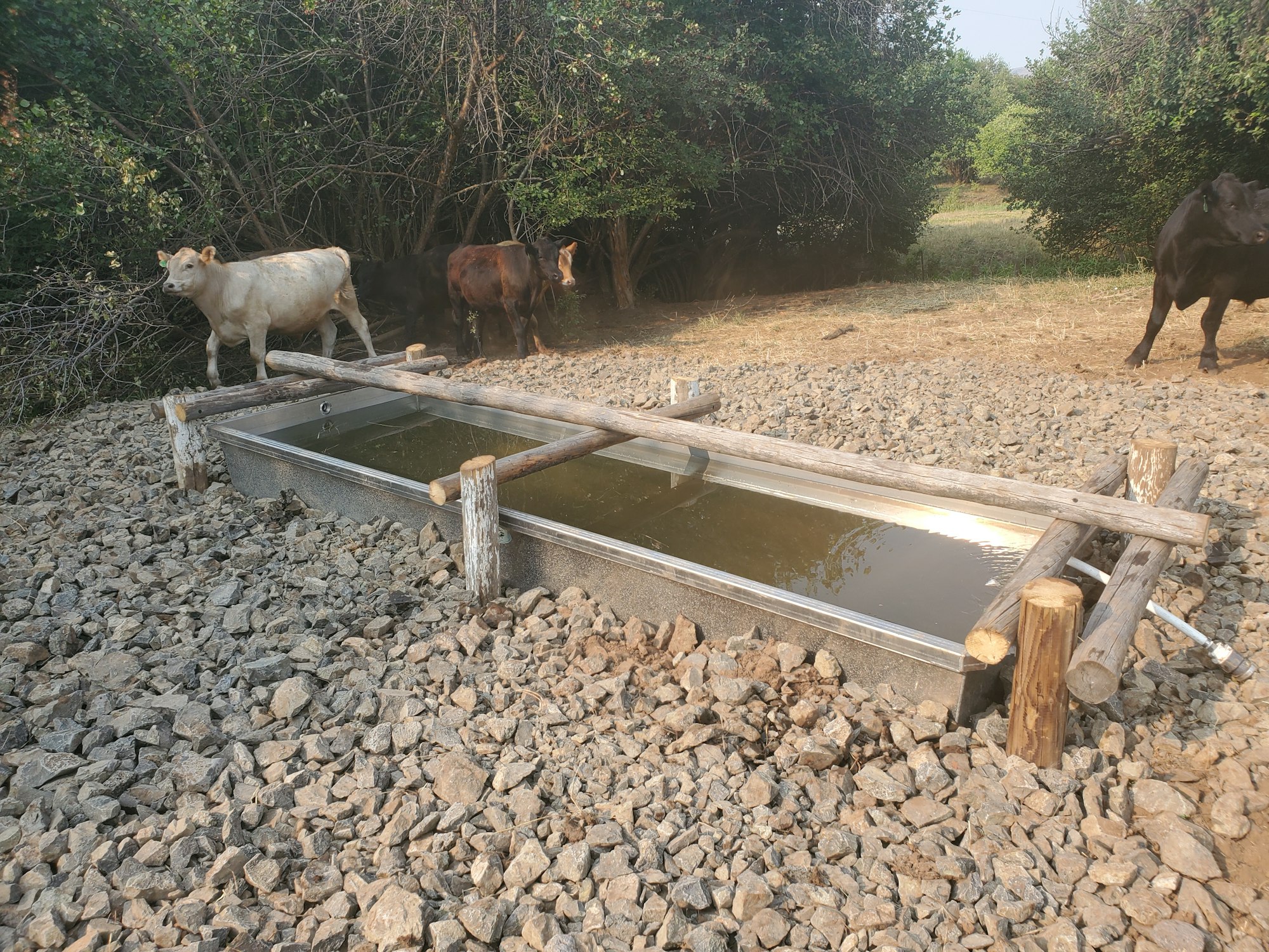 A metal water trough on rocky ground, with two cows grazing nearby and dense greenery in the background.