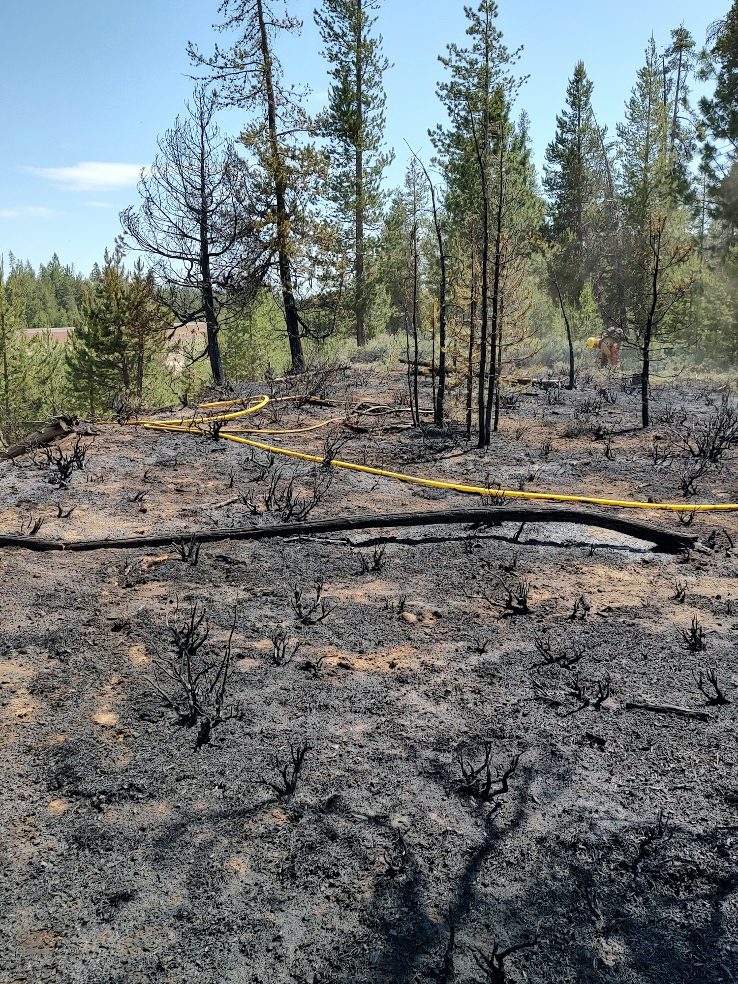 Burned forest area with charred trees and ground, and a yellow hose lying across the scene.