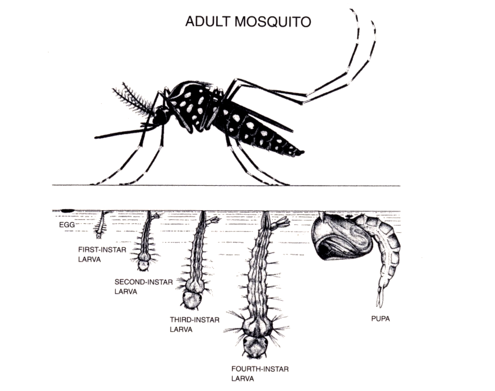 Diagram showing a mosquito's life cycle stages: egg, larvae (four instars), pupa, and adult.