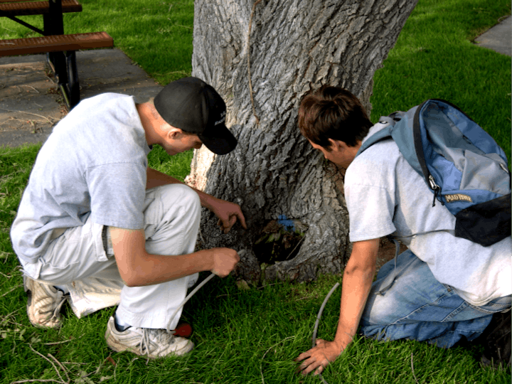 Two people examining a hole in a tree trunk, one with a backpack.