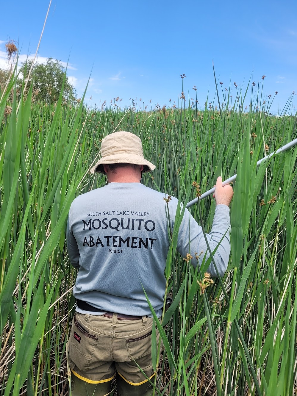 Person in tall grass wearing "Mosquito Abatement" shirt, carrying tool.