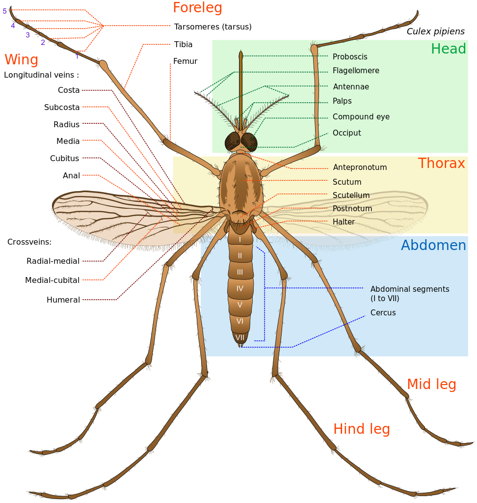 Annotated diagram of a Culex pipiens mosquito showing its body parts, including head, thorax, abdomen, wings, and legs.