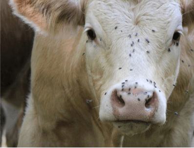 Close-up of a cow's face with flies on its nose.
