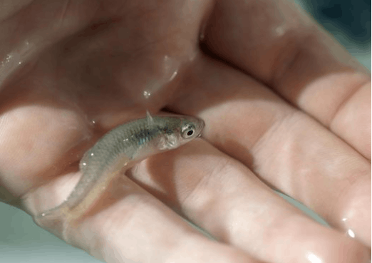 A tiny fish is held in a person's wet hands.