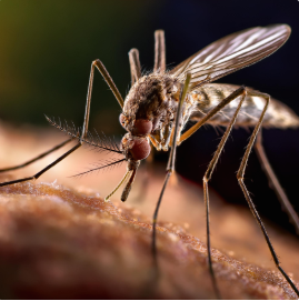 Close-up of a mosquito feeding on skin, showing detailed wings and legs.