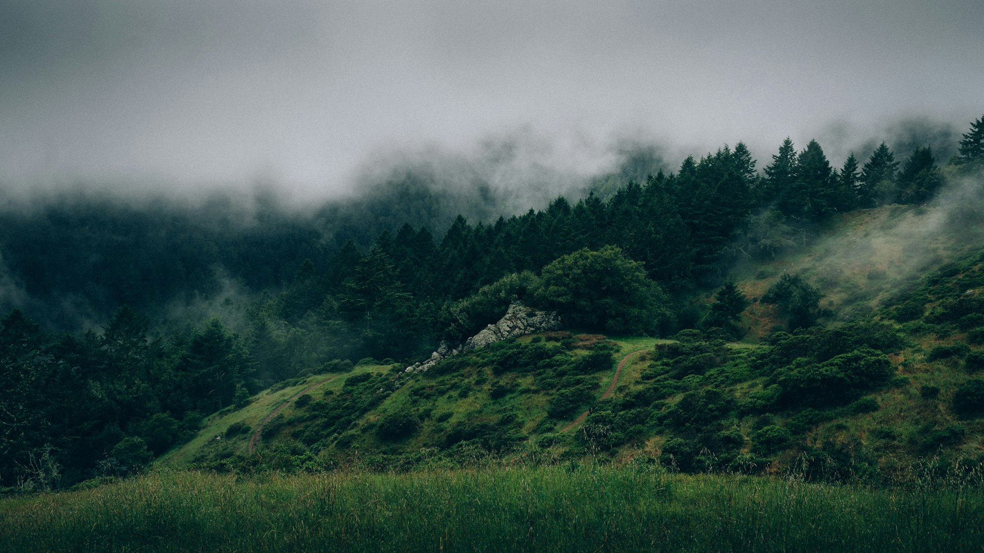 May contain: nature, outdoors, weather, plant, tree, fir, fog, and mist